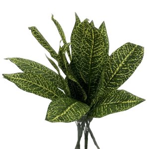 Rama hojas de araceae
