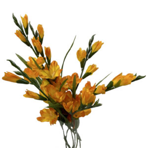 Gladiolo naranja