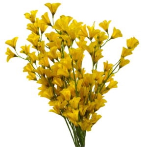 Vara de campanilla en color amarilla