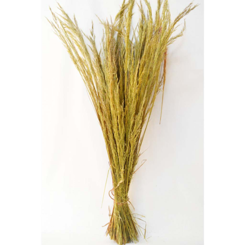 Manojo de plumero (Amarillo)