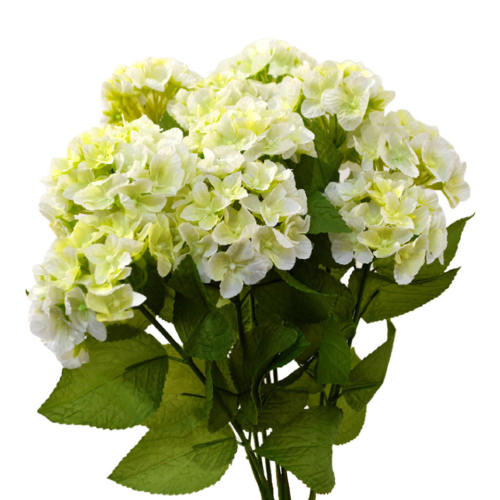 Hortensia blanca