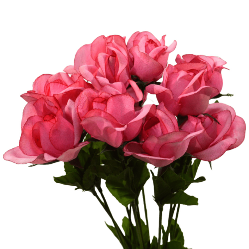 Rosa rosa