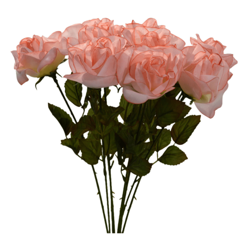 Rosa rosa claro