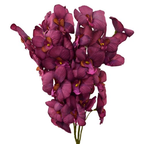 Orquídea morada