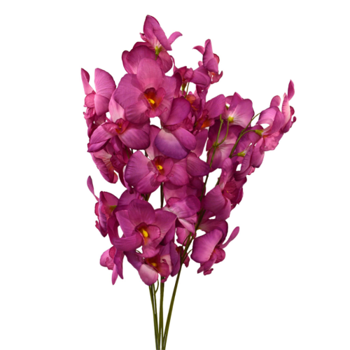 Orquídea púrpura