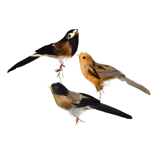 Pájaro de plumas surtidos