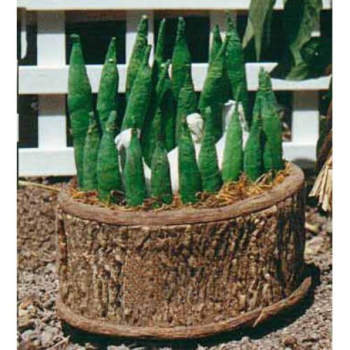 Centros picantes y ajos