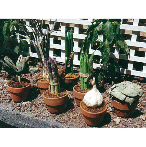 Set de 7 macetas verduras