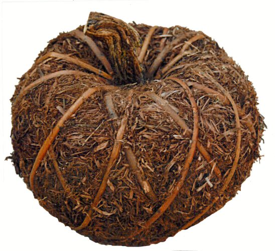 Calabaza de mambo