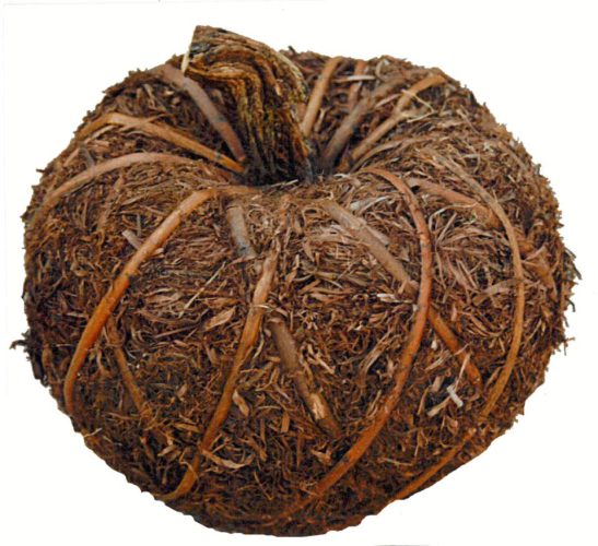 Calabaza de mambo