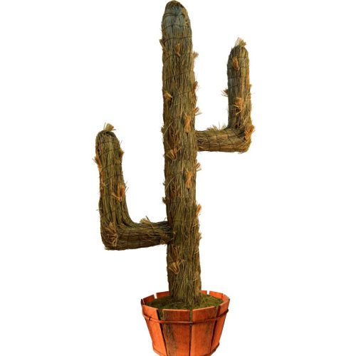 Cactus retama