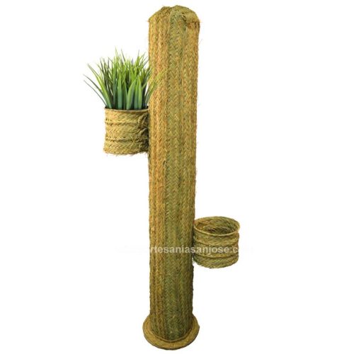 Cactus esparto con maceteros