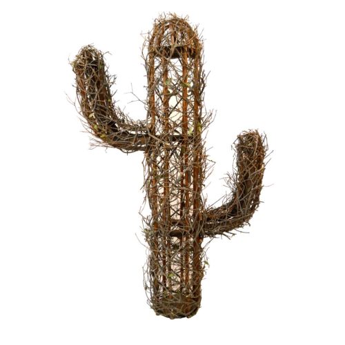 Cactus corcoja