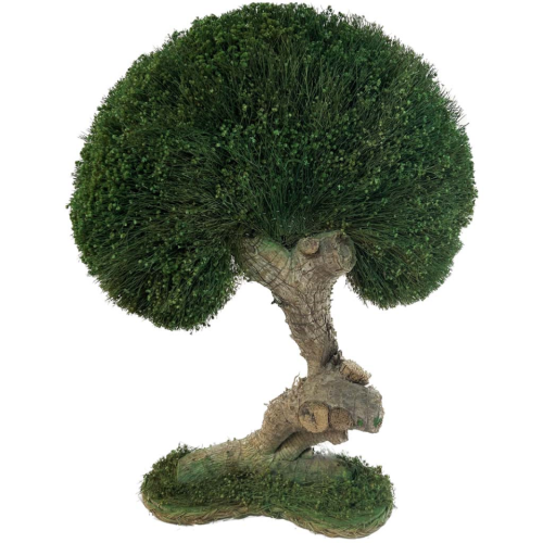Bonsai brooms verde