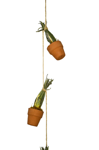 15137 CEBOLLINO (3)-web