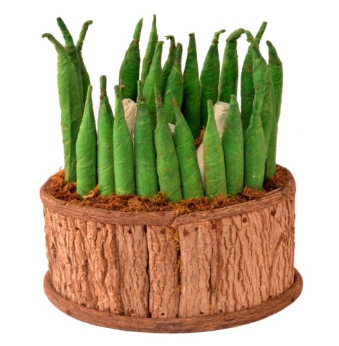 Maceta picantes y ajos