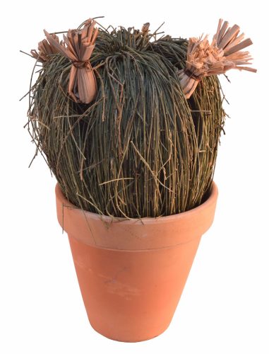 Cactus bola retama con maceta